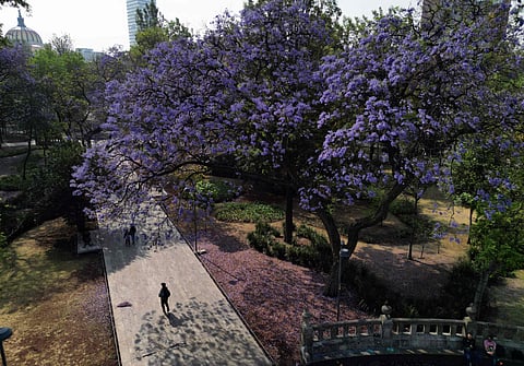 This aerial view shows Jacaranda trees at the Alameda Park in Mexico City. 