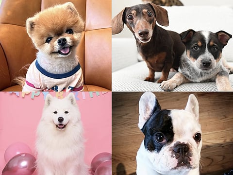 From Jiffpom to Crusoe: The Top Dog Influencers Dominating Social Media in 2025