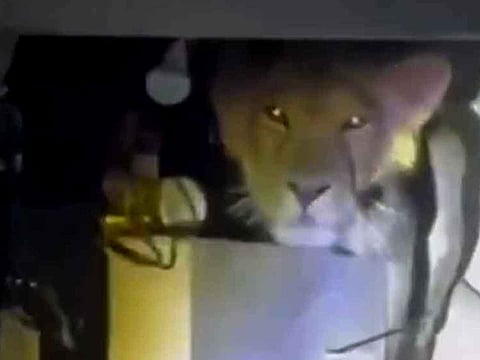 Viral video: Lion surprises family by perching on kitchen wall in Gujarat village