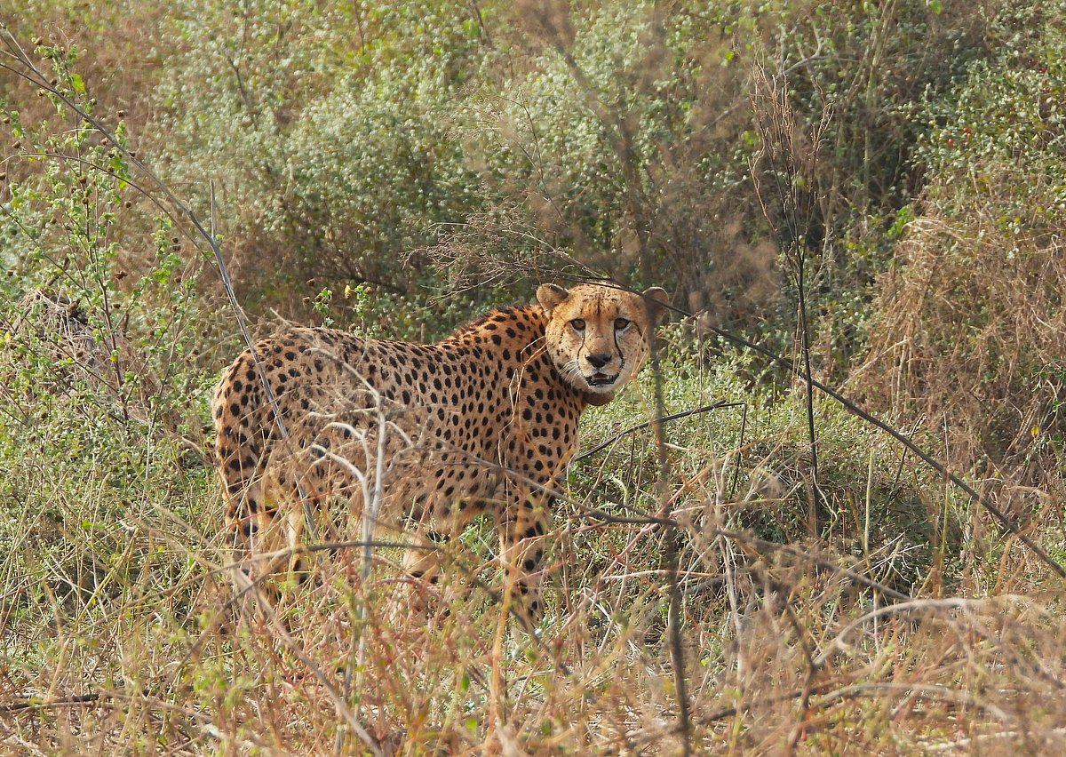 A male cheetah in Kuno National Park.