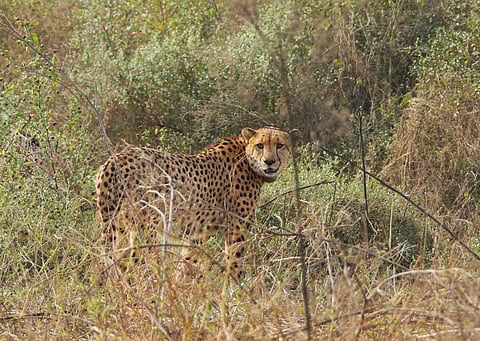A male cheetah in Kuno National Park.
