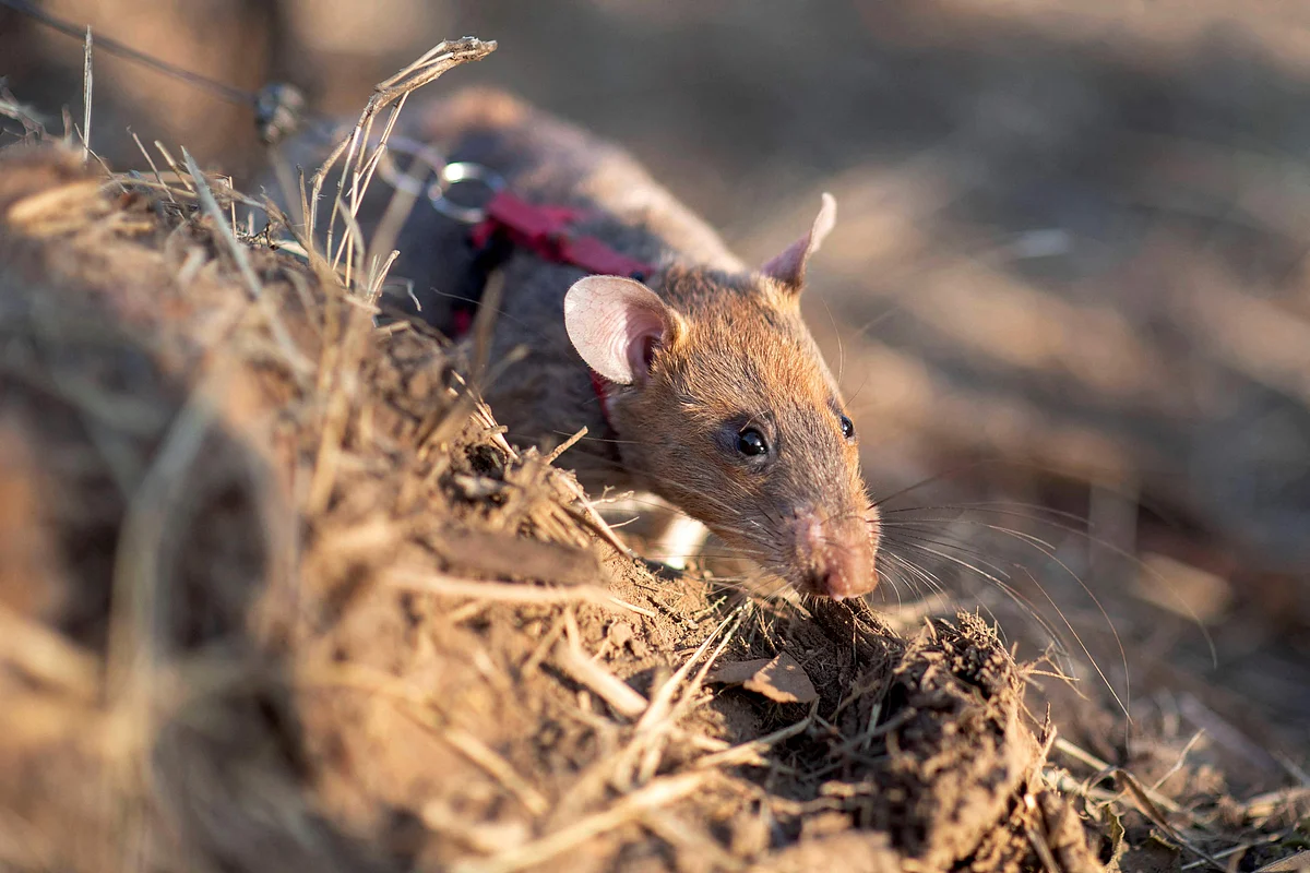 A rat named Ronin sniffed for landmines in a minefield in Preah Vihear province. A landmine-hunting rat in Cambodia has set a new world record by sniffing out more than 100 mines and pieces of unexploded ordnance, a charity said on April 4, 2025. 