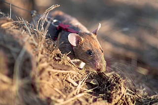 Video: Rat sets world record for sniffing out 109 landmines in Cambodia