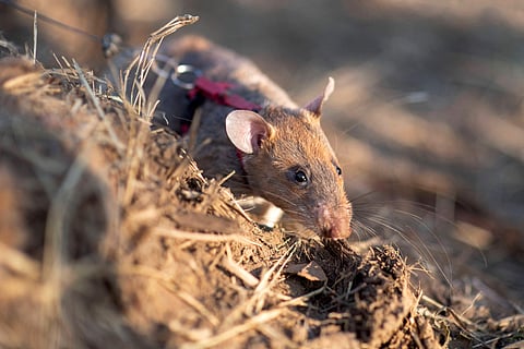 A rat named Ronin sniffed for landmines in a minefield in Preah Vihear province. A landmine-hunting rat in Cambodia has set a new world record by sniffing out more than 100 mines and pieces of unexploded ordnance, a charity said on April 4, 2025. 