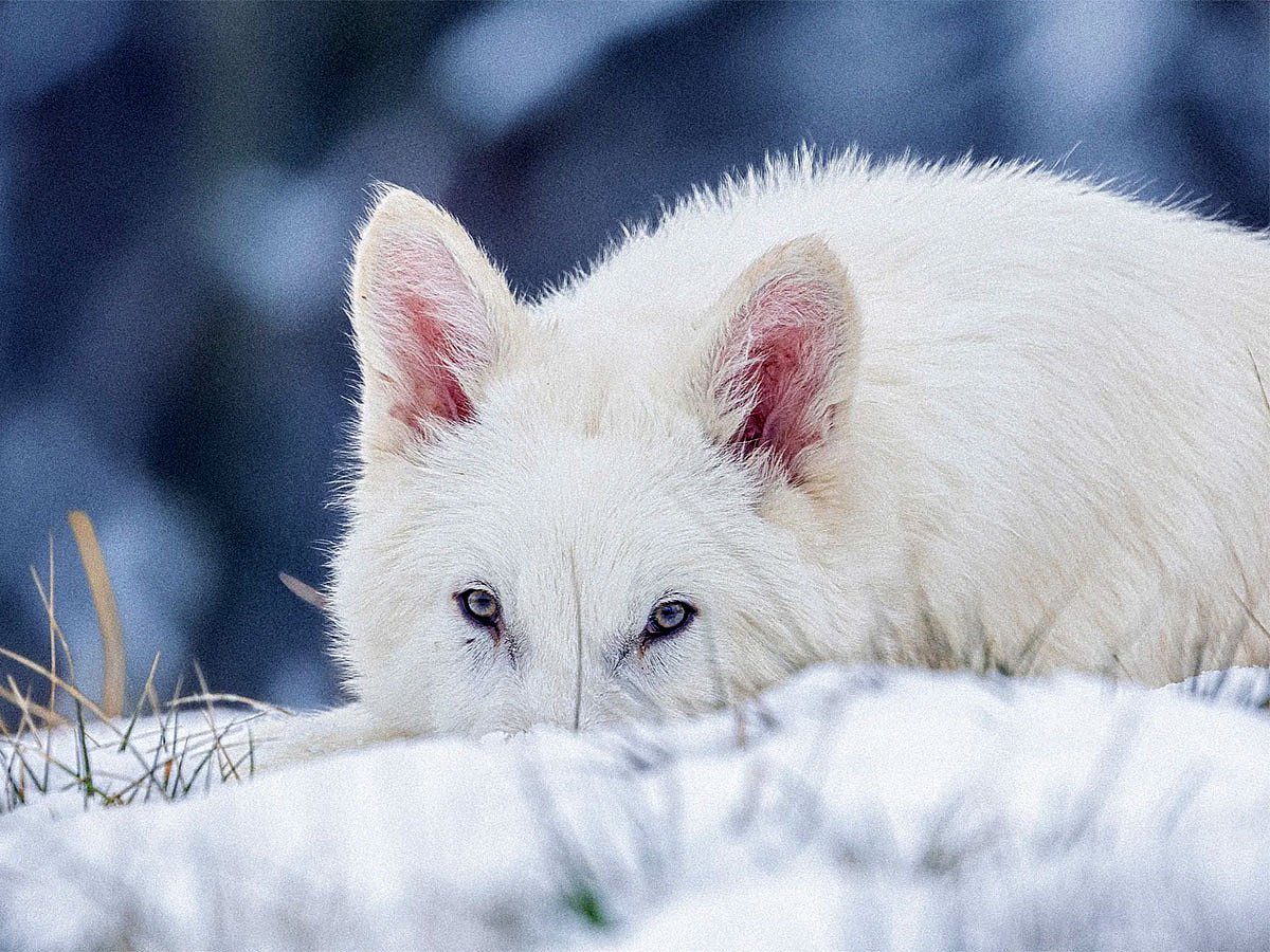 The dire wolf pups live on a fenced-in nature preserve in a secret US location.