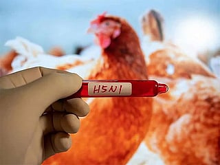 Mexico reports first human death from H5N1 bird flu