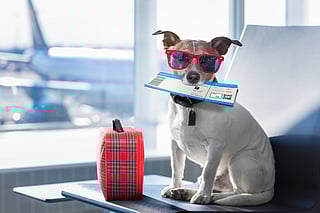 Flying with your pet for the first time? Avoid these 5 common mistakes that can cause both of you trauma 