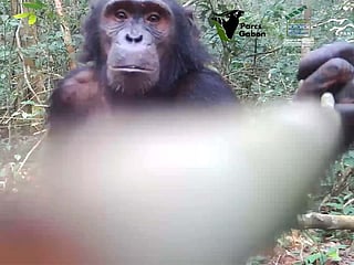 Watch: Rare footage captures endangered Chimpanzee using tool in Gabon’s Bateke plateau
