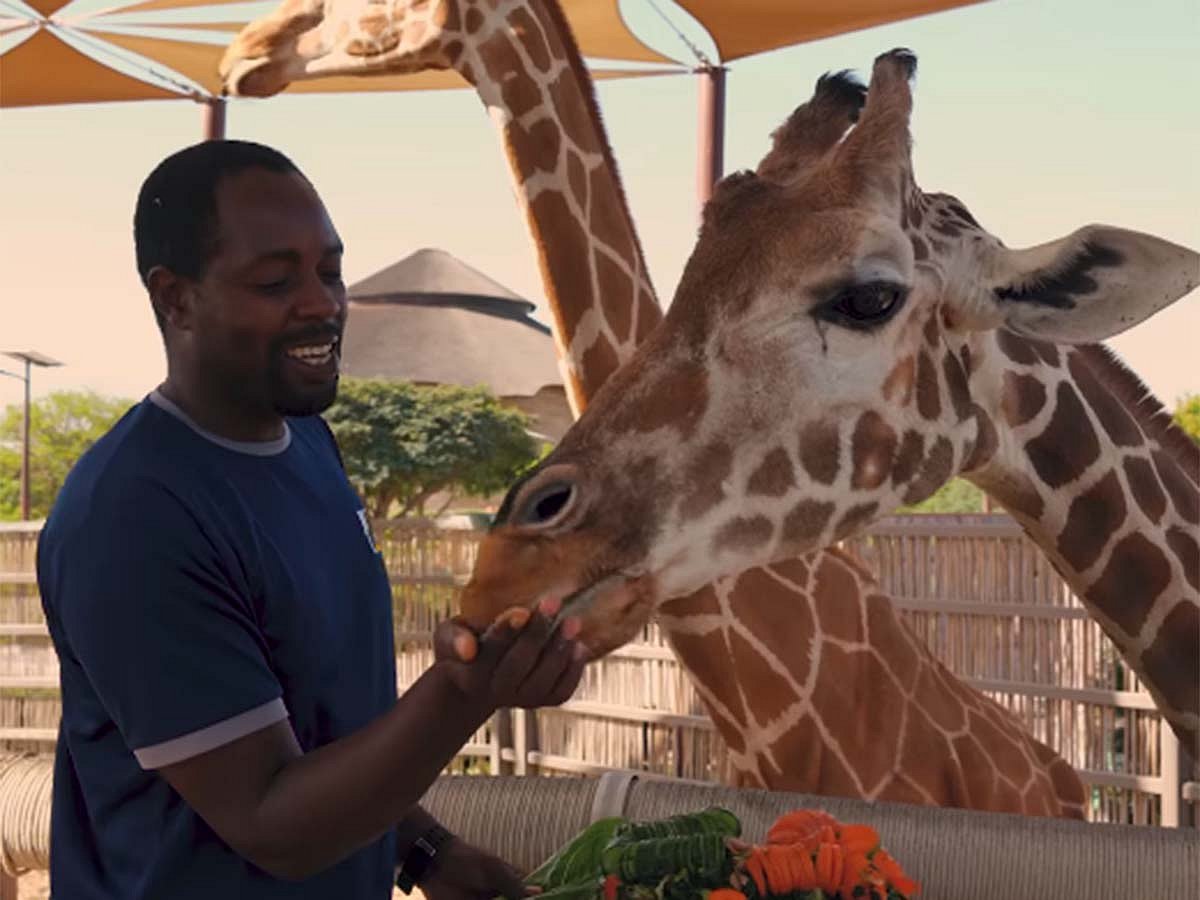 Dalia the giraffe at Dubai Safari Park