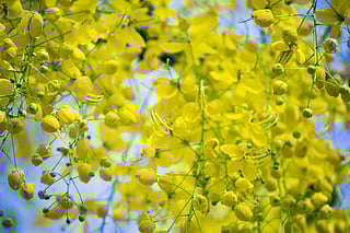 Celebrate new beginnings: A step-by-step guide to setting up your Vishu Kani
