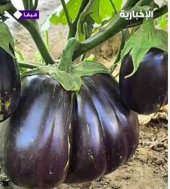 A super-sized eggplant weighing 2kg has successfully been grown in a Saudi farm.