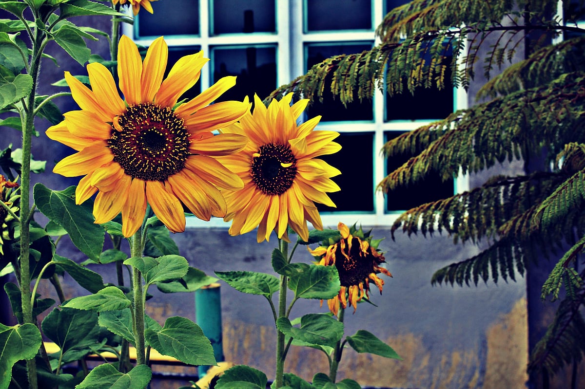Just a handful of sunflower seeds can provide you with a significant portion of your daily vitamin E needs, making them a simple way to boost your heart health,