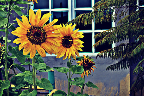 Just a handful of sunflower seeds can provide you with a significant portion of your daily vitamin E needs, making them a simple way to boost your heart health,