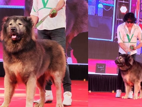 The Rs 500 million 'wolfdog' claim by Bengaluru breeder Bengaluru breeder S. Sathish was sniffed out by the Enforcement Directorate.