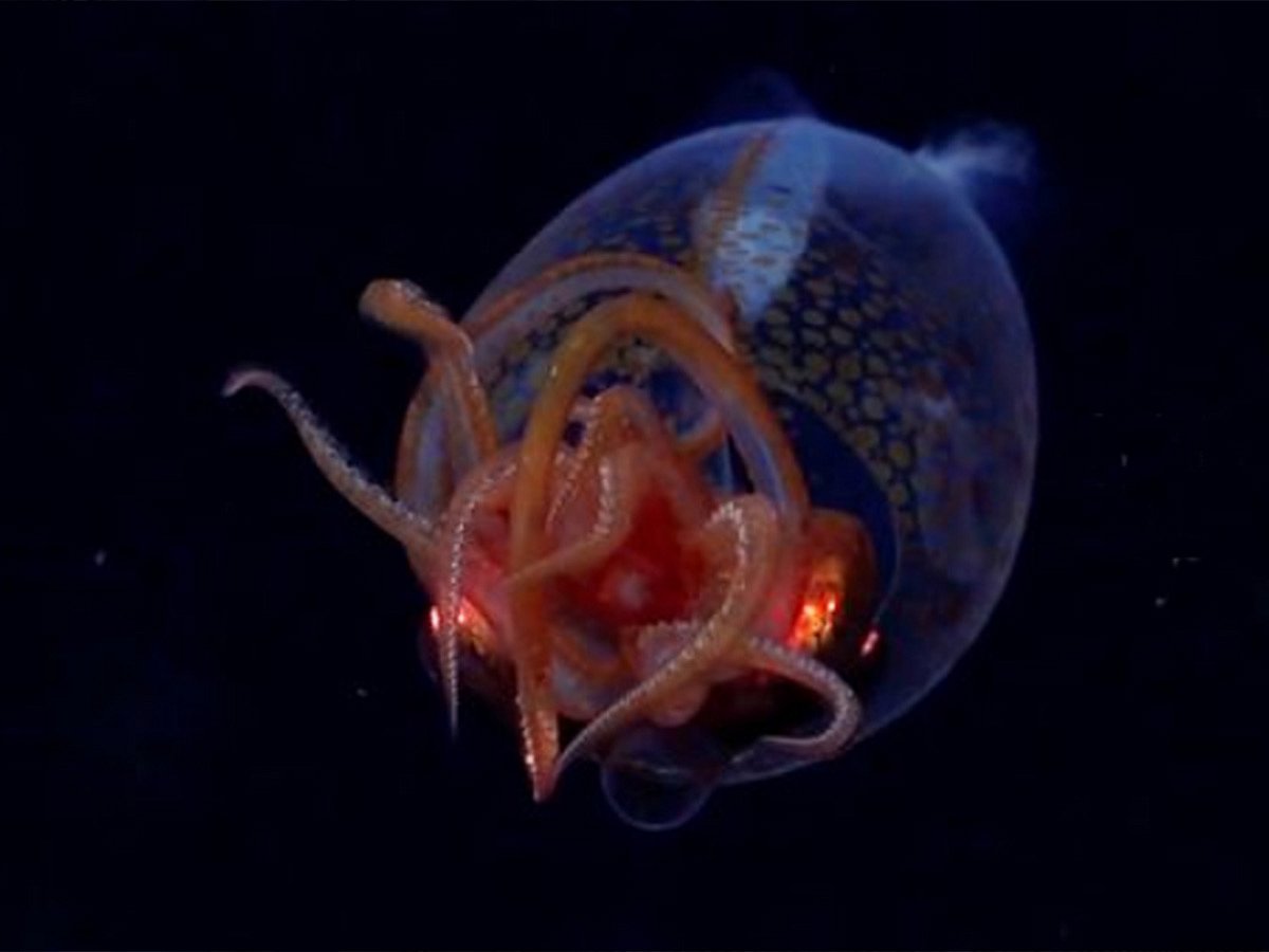 A colossal squid has been filmed in its natural environment for the first time.