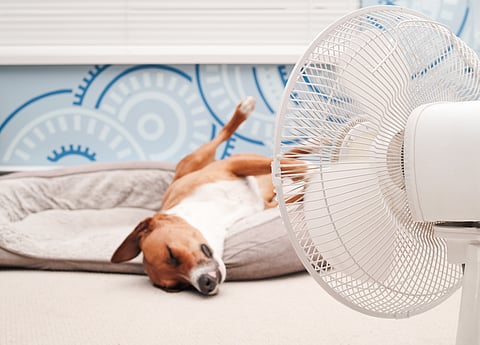 So before you melt into your sofa, check out our top picks for staying breezy when the mercury soars. 