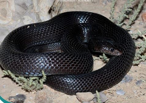 The presence of the black cobra highlights Oman’s growing status as a key biodiversity hotspot in the region.








