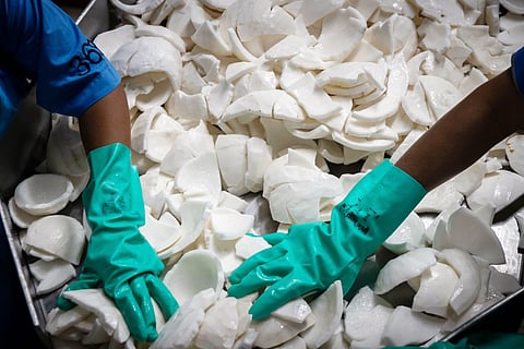Inside a coconut milk production facility in Asia.