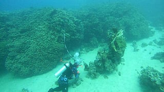 Saudi Arabia discovers largest coral colony in Red Sea, rivaling global record