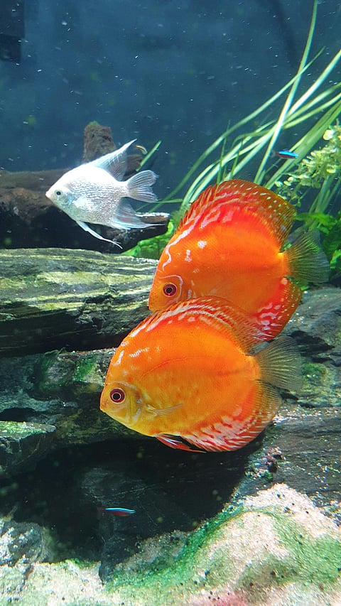 Top tips for maintaining your aquarium this summer