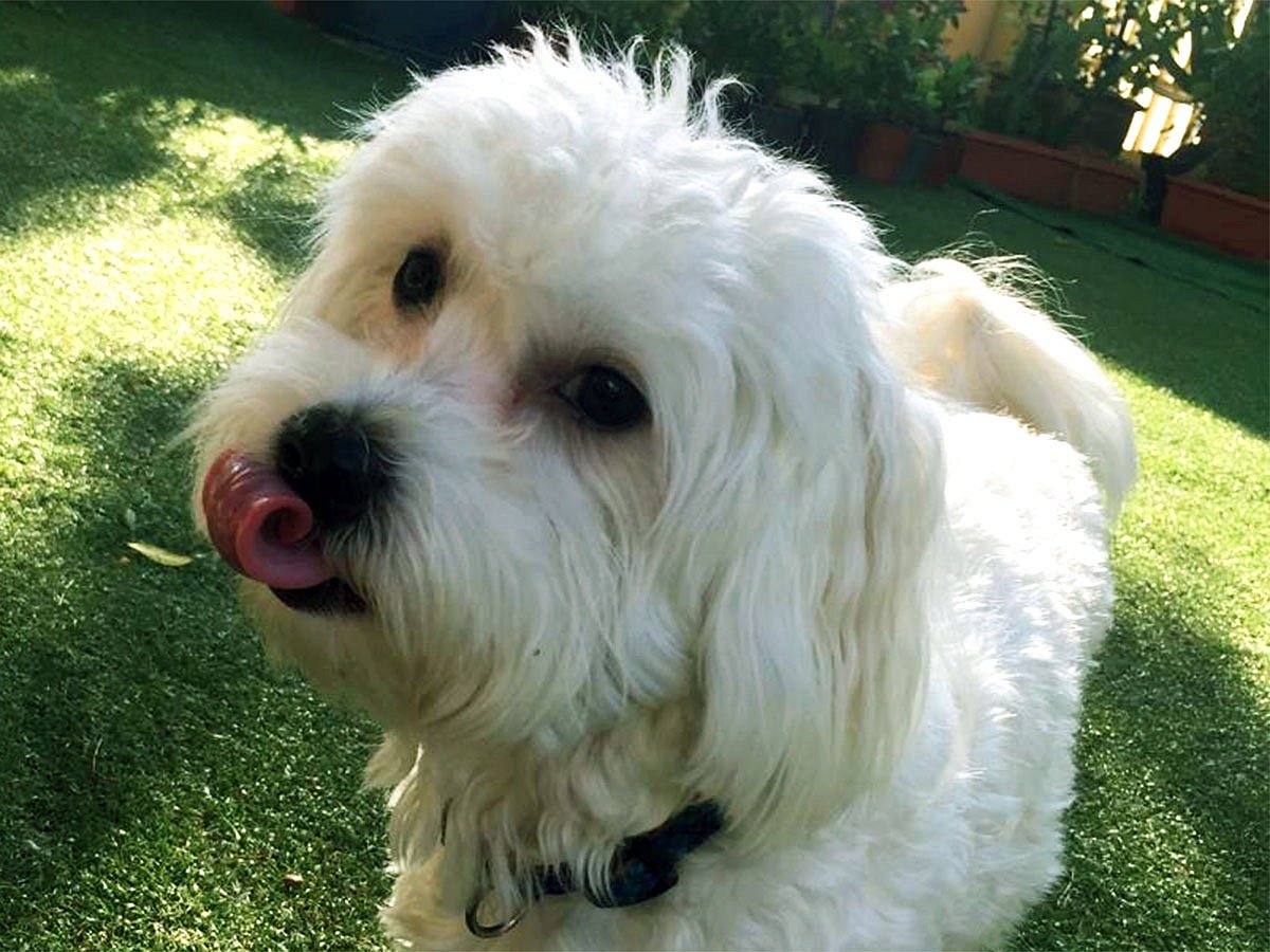 Meet Gucci! My Maltese pup is a pure bundle of joy—playful, sweet, and totally loveable! But don’t let his cuteness fool you… he's always on the lookout for his next treat! 
