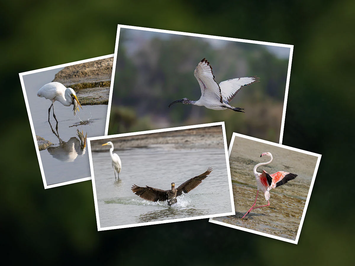 From flamingos gliding through shimmering wetlands to herons mid-flight, Binoi Varkey's gallery reveals why this urban sanctuary is a bird lover’s paradise.