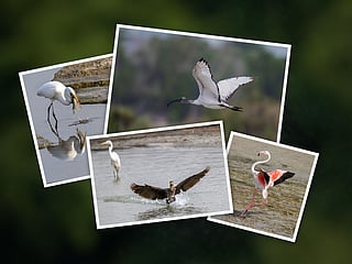 Birds of Ras Al Khor: Stunning wildlife photography in the heart of Dubai