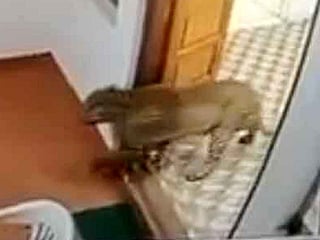 Leopard strolls through police station in Tamil Nadu, all caught on camera