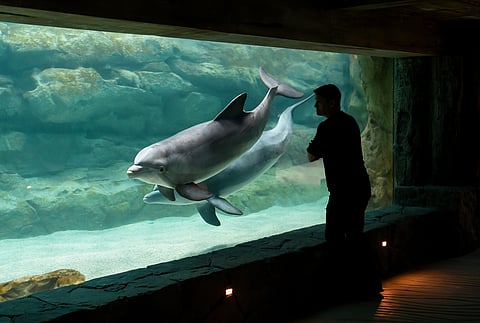 Sea World at Yas Island in Abu Dhabi.