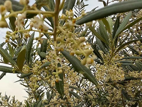 Blossoms blanket Saudi Arabia’s Al Jouf olive orchards, signalling promising harvest ahead