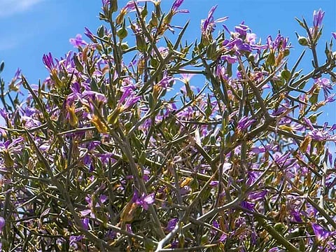 Zilla spinosa and more: Rare flora thrive in King Salman Royal Reserve in Saudi Arabia