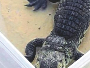 Kuwaiti man caught with crocodile at checkpoint, claims he was raising it