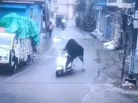 The scene unfolded on an otherwise calm day as the bull meandered down a quiet street. 