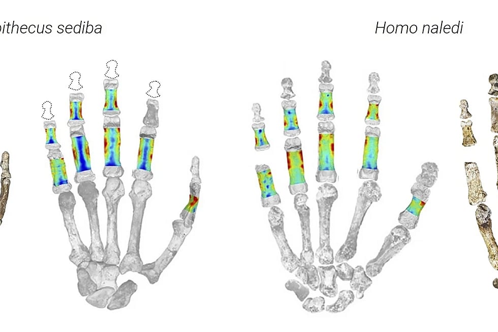 his artist rendering shows hands of early human ancestors, called Australopithecus sediba and Homo naledi, found in South Africa. The left images show photos of the bones, and the right images show how the fingers absorbed stress during daily activities. Red areas absorbed more stress than blue ones, which scientists can tell based on bone thickness.