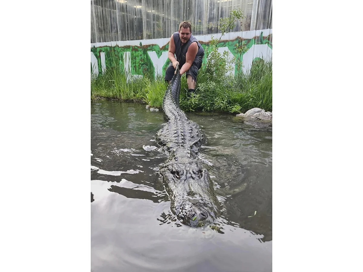 An employee at Colorado Gators pulls the tail of Morris the alligator.