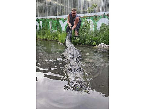 An employee at Colorado Gators pulls the tail of Morris the alligator.