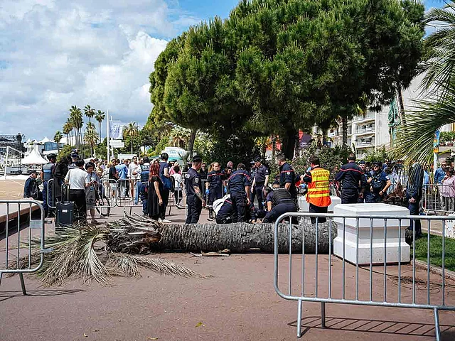 Hollywood Agent Injured By Falling Palm Tree At Cannes Film Festival Man badly hurt by falling palm tree at Cannes film festival
