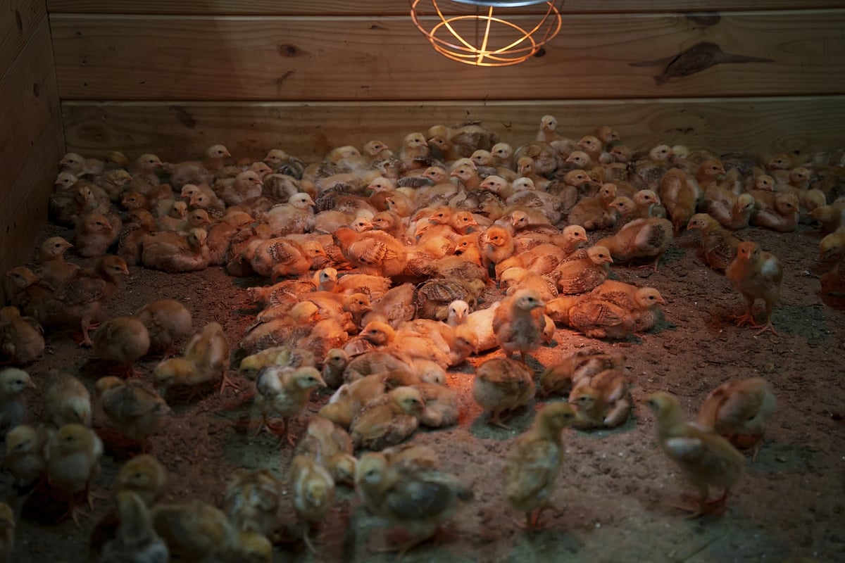Hundreds of chicks mill around a stall at First State Animal Centre, Camdan Delaware, May 16, 2025.