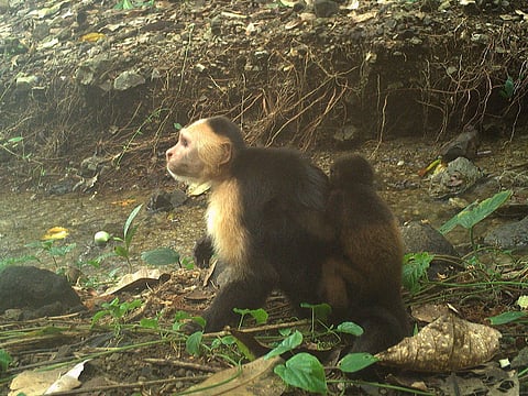 A howler infant on the back of a subadult capuchin carrier, who is sitting at an anvil site (for stone tools) in a streambed, on the Jicarón Island.