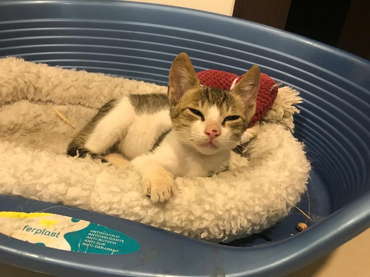 Dubai: Meet Andrea’s furry family - four lovable personalities captured in their most hilarious and heartwarming moments. 

Baby Jack, caught in a moment every one of us can relate to: curled up with a sleepy stare, asking the most important question of the week — “Is it Friday yet?”
