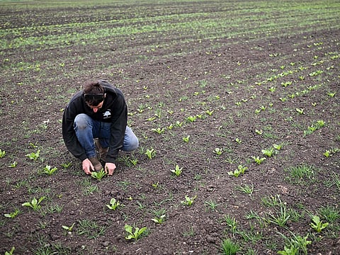 Farmer Luke Abblitt inspects his field crop of sugar beets on Daintree Farm in Cambridgeshire, east of England, on May 15, 2025. 