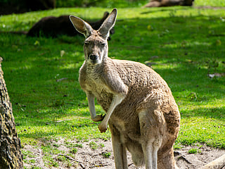 Kangaroo attacks man in Australian floodwaters, 'tries to drown' him in shocking encounter