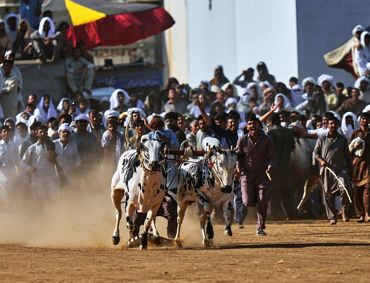 A jockey controls a pair of bulls during a traditional bull race in Malal village, Attock district, Pakistan, as spectators cheer on the high-stakes contest. The traditional sport captures the raw energy of village life and is a world away from the floodlit cricket and hockey stadiums found in many Pakistani cities.
