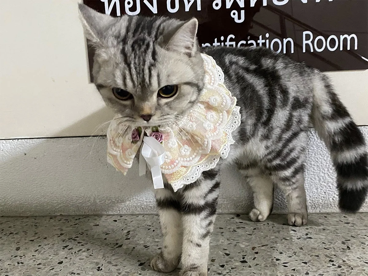 The American Shorthair named Nub Tang is seen at the police station.