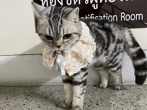 The American Shorthair named Nub Tang is seen at the police station.