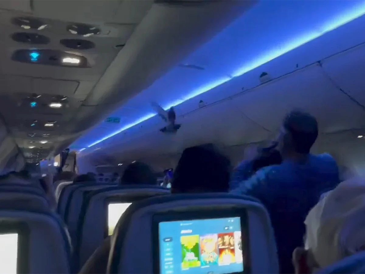 The aircraft was forced to return to the gate, where staff successfully removed the bird.