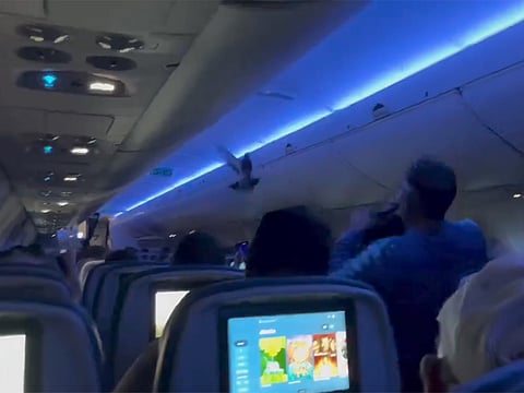 The aircraft was forced to return to the gate, where staff successfully removed the bird.