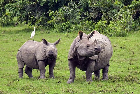 The footage shows the rhino walking steadily toward the path where the tourist jeep had halted