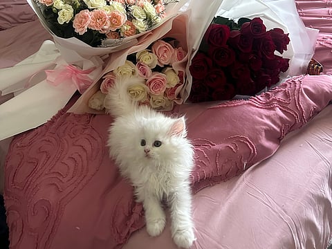 At just two months old, Alfie has already claimed the title of King of Cuteness — and he's ruling hearts with every pawstep, especially that of his human, Soni. 