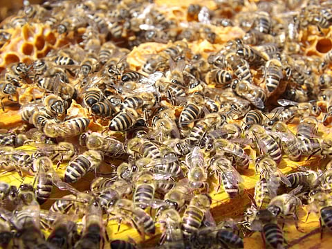 Illustrative image. Honeybees are crucial to the food supply, pollinating over 100 crops including nuts, vegetables, berries, citrus and melons. 